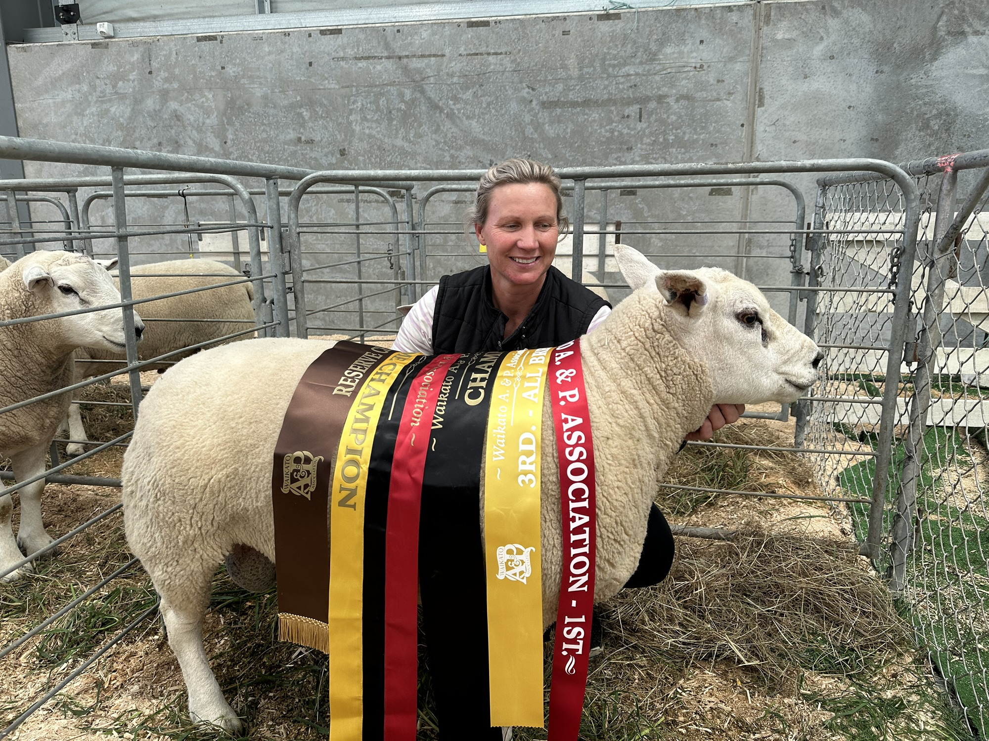 Northern Dawn Texel Stud flock image
