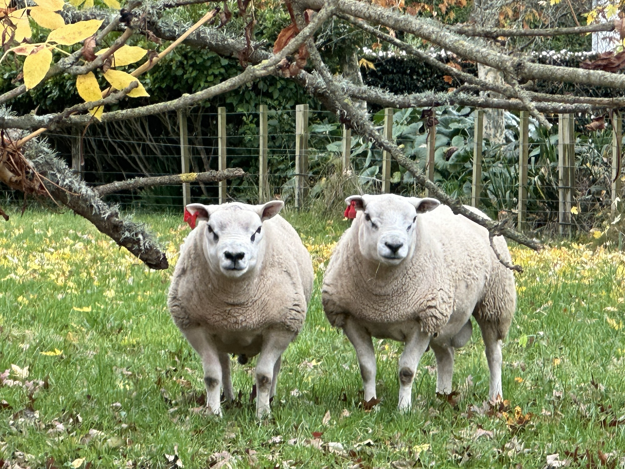 Northern Dawn Texel Stud hero image